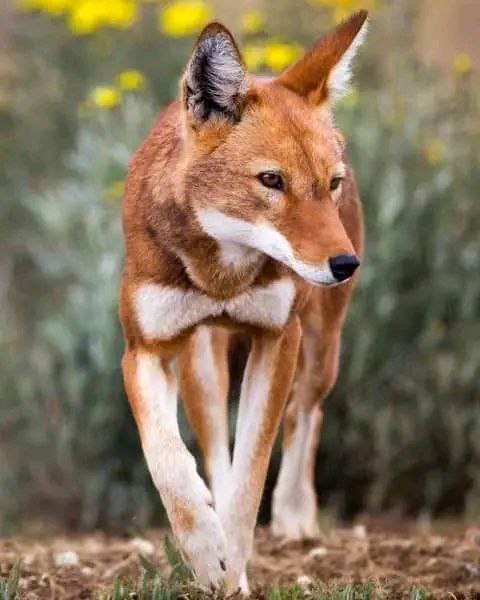 ethiopian wolf